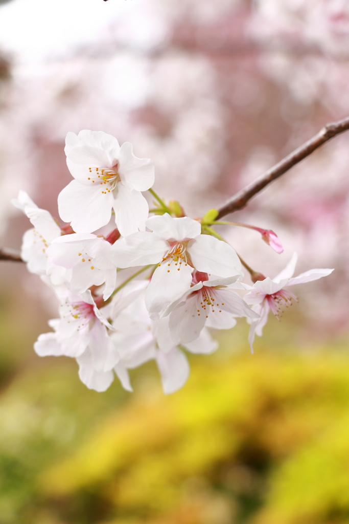 小田原城の桜_３