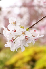 小田原城の桜_３