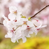 小田原城の桜_３