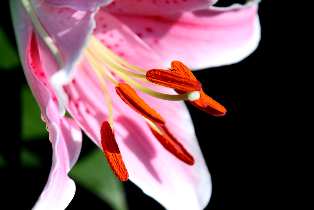 TEST_PHOTO_EF70-200ｍｍ ｆ2.8L ISⅡUSM＿１