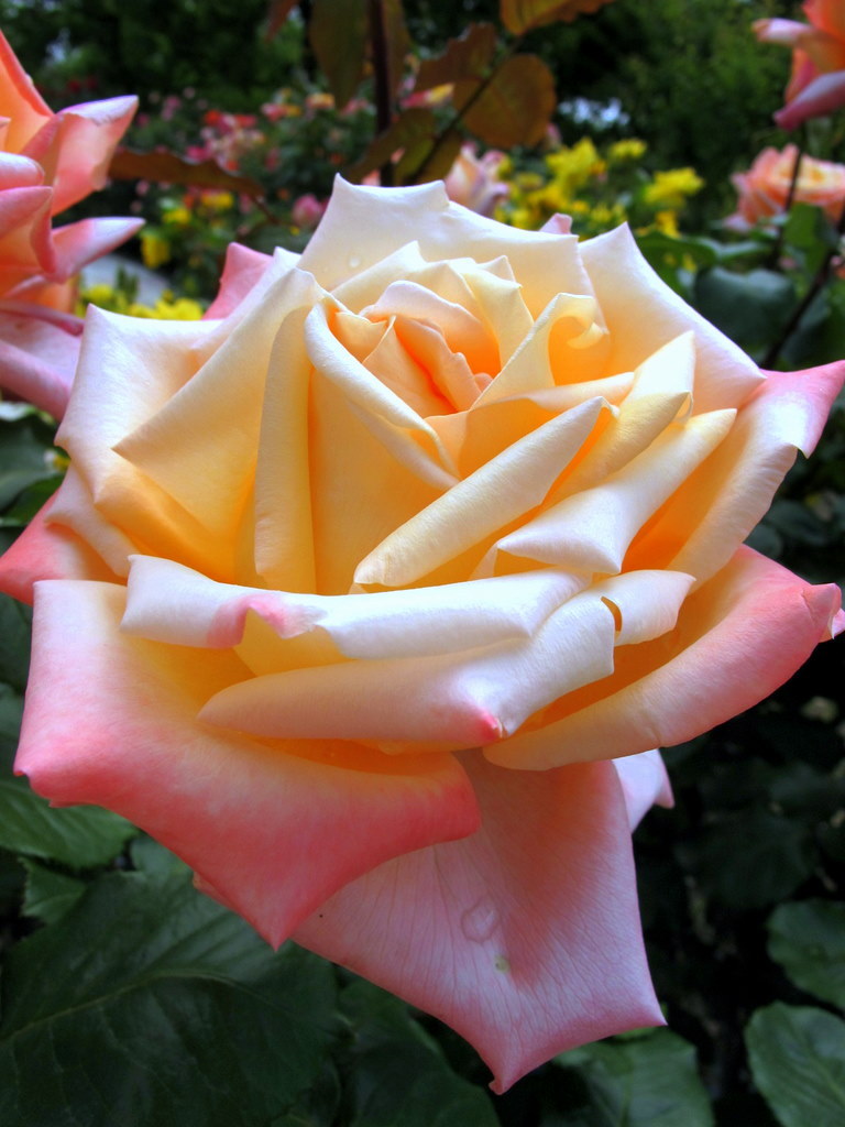 ROSE12