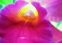 The eroticism of the flowerⅣ