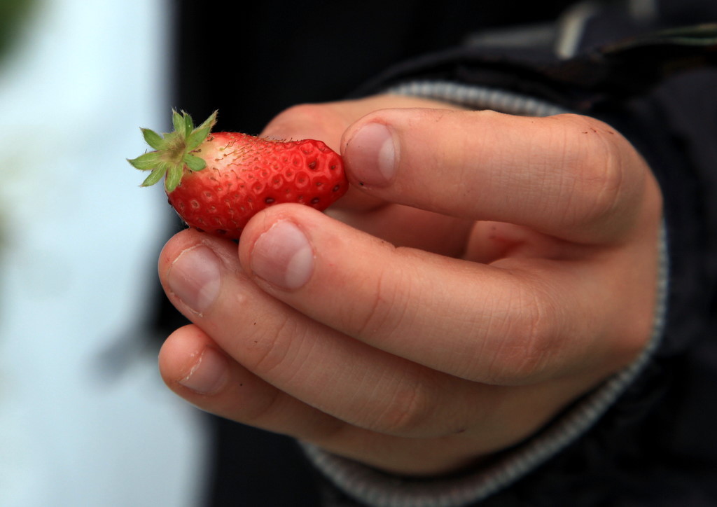 Is it MAMESHIBA? A no strawberry