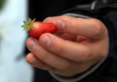 Is it MAMESHIBA? A no strawberry