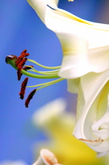 TEST_PHOTO_EF70-200ｍｍ ｆ2.8L ISⅡUSM＿3