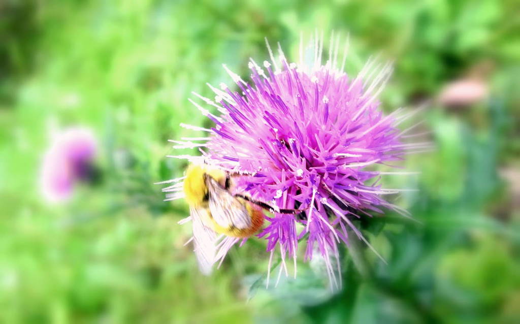 play to a thistle