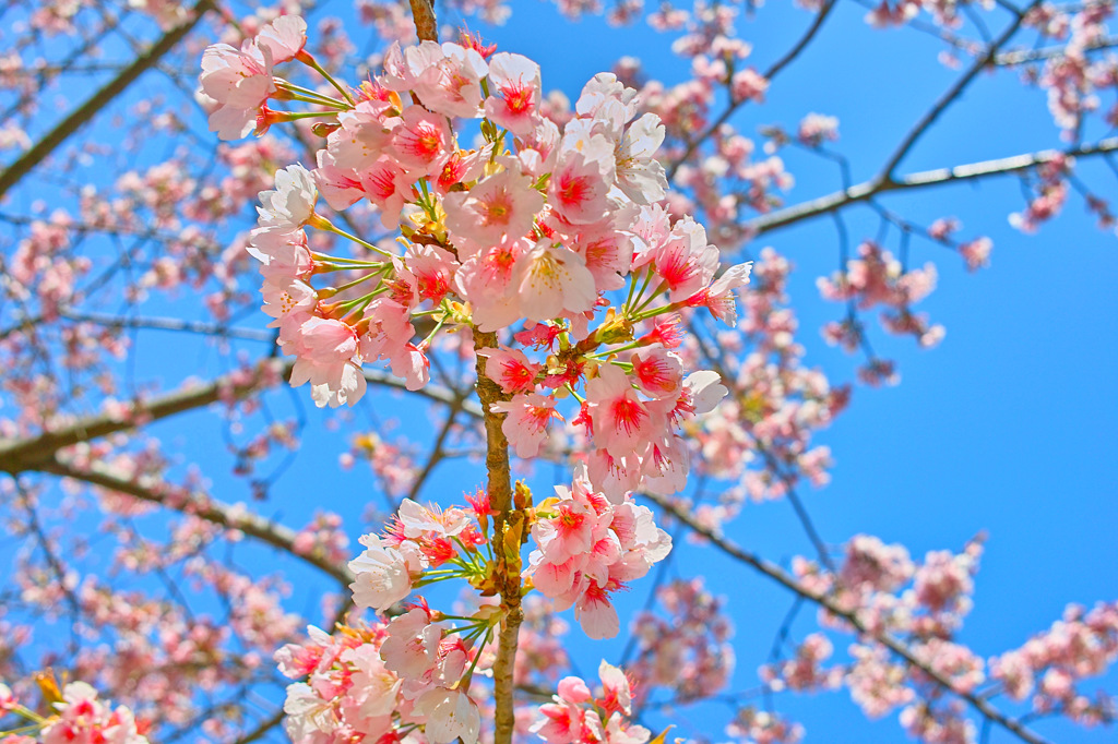 春弥生ふびり残され花に舞う