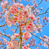春弥生ふびり残され花に舞う