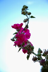 近所散策_4
