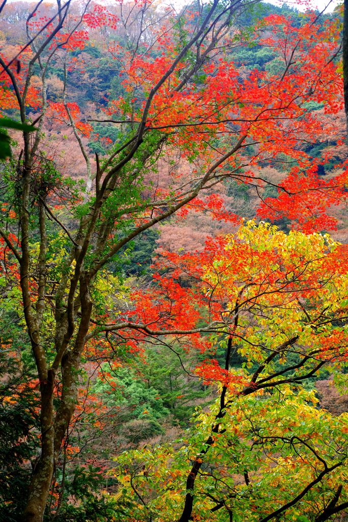 2018箱根紅葉_塔ノ沢