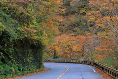 2025/11/12_箱根仙石原2_7