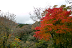 箱根ガラスの森15