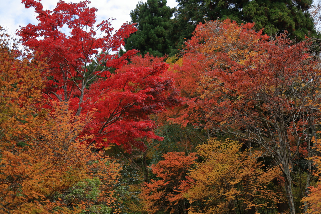 2025/11/12_箱根仙石原2_11