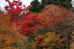 2025/11/12_箱根仙石原2_11