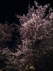 夜桜