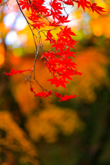 2025_湯河原_万葉公園6