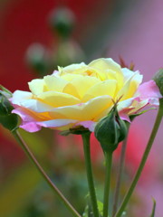 image of ROSE