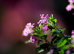 Sunlight from the left