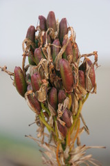 An overture to the reproduction