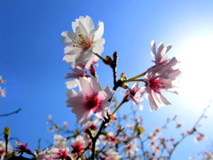 cherry tree of the end