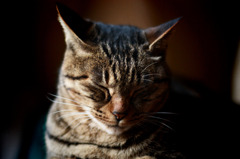 猫
