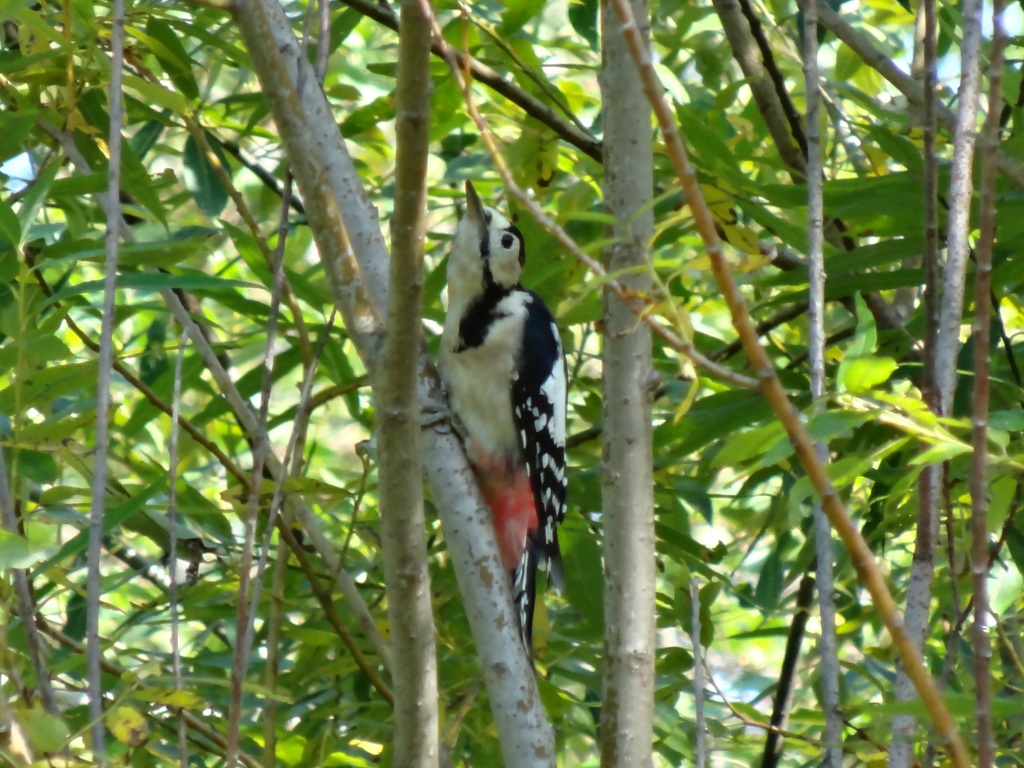 アカゲラ