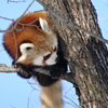 レッサーパンダ
