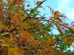 平岡樹芸センター