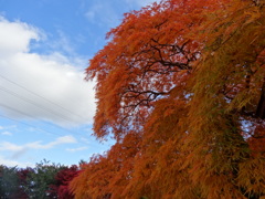 平岡樹芸センター