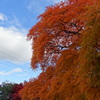 平岡樹芸センター