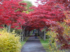 平岡樹芸センター