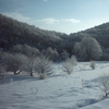 美瑛の雪景色