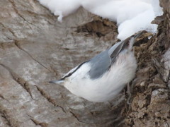 ゴジュウカラ