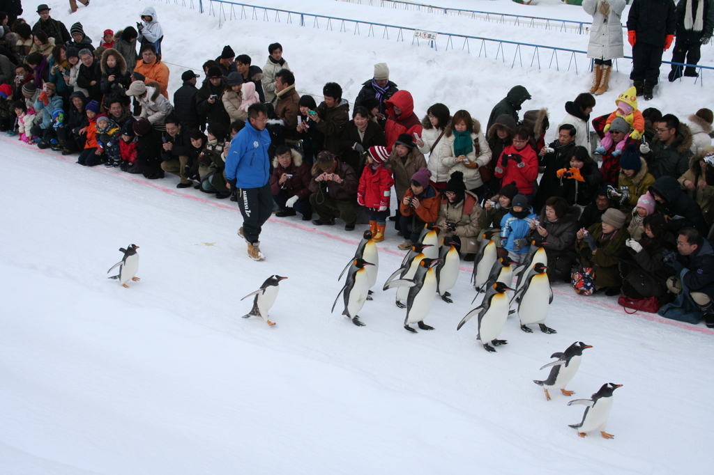 ペンギンの散歩