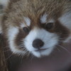 レッサーパンダ