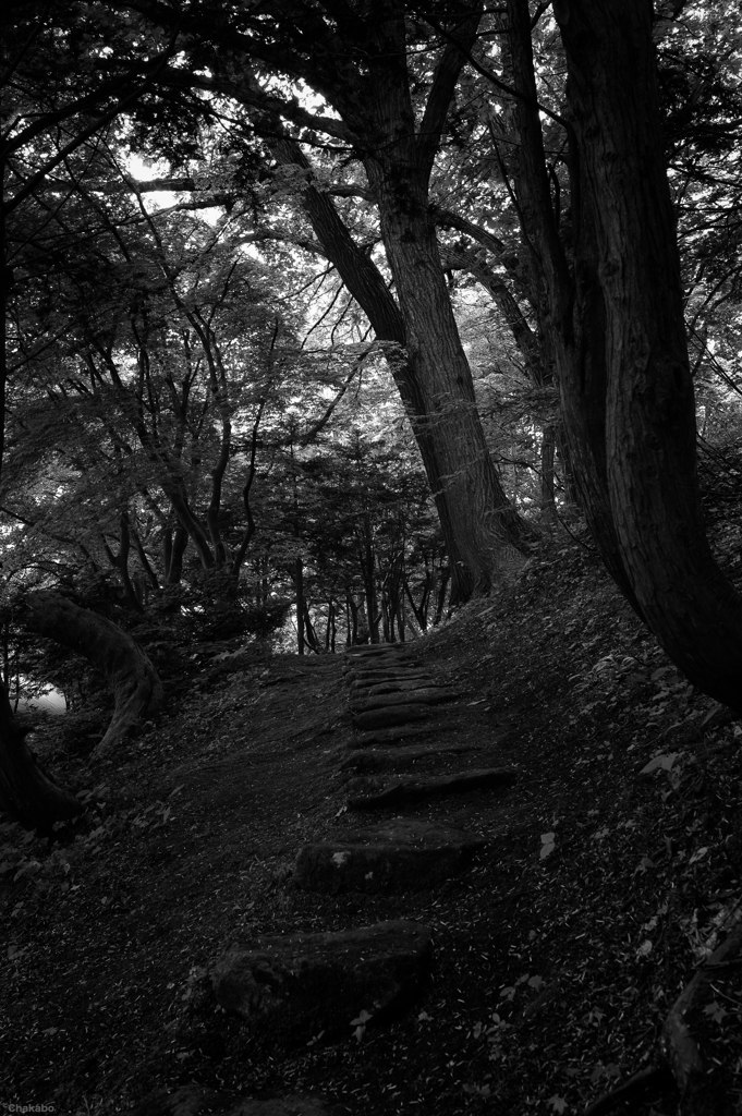 森の散歩道