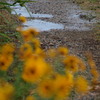 梅雨入り