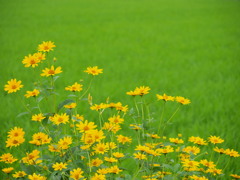 畦に咲く花