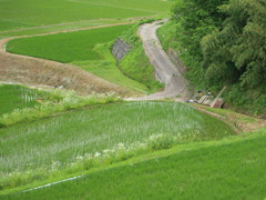 棚田の緑に