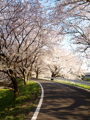 桜色の小道