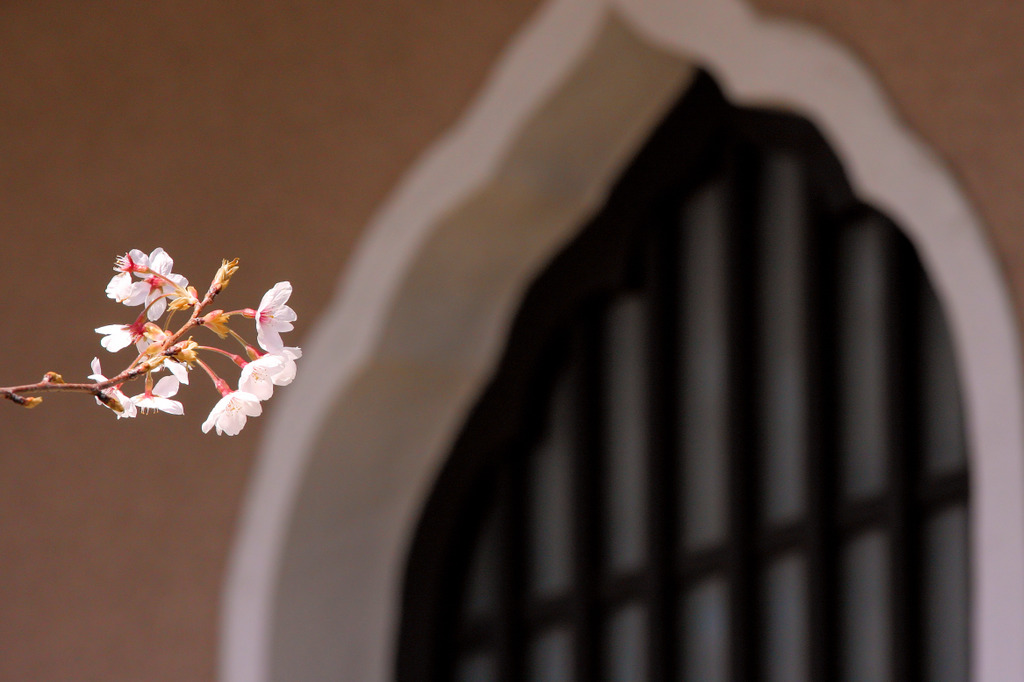 お堂と桜