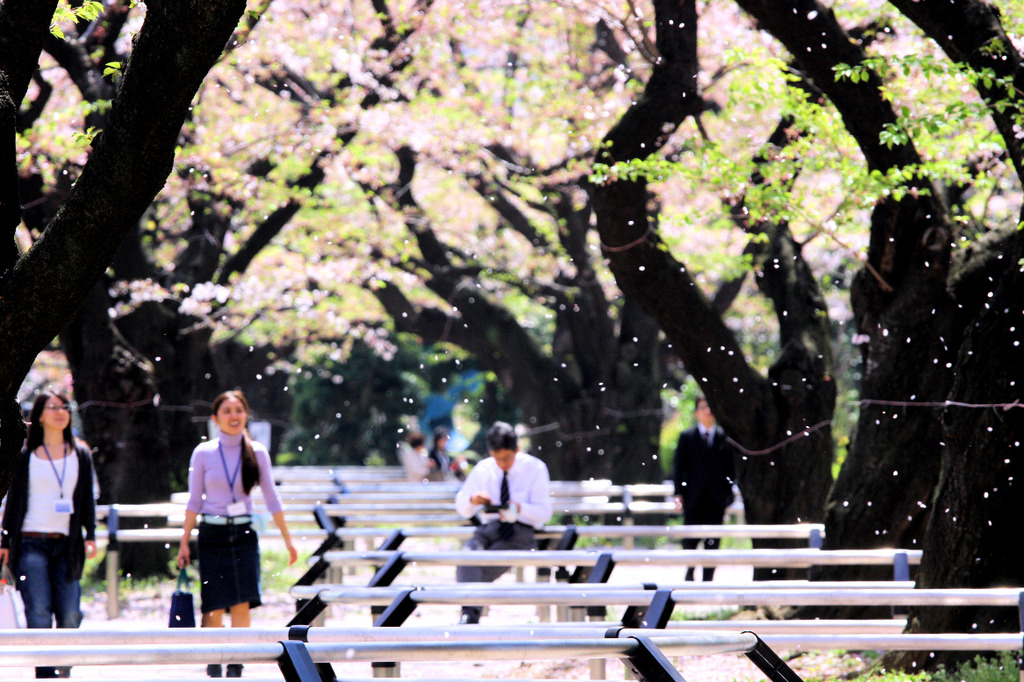 桜舞い散る公園