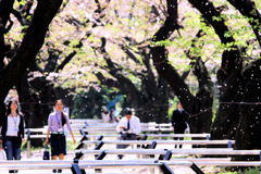 桜舞い散る公園