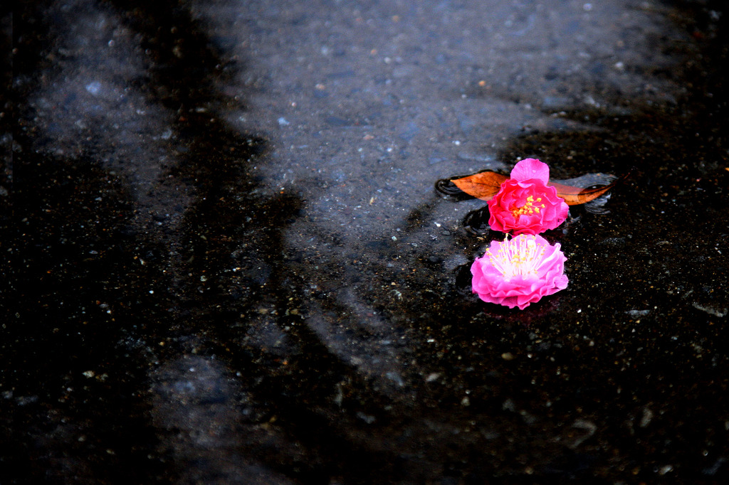 風雨に落花