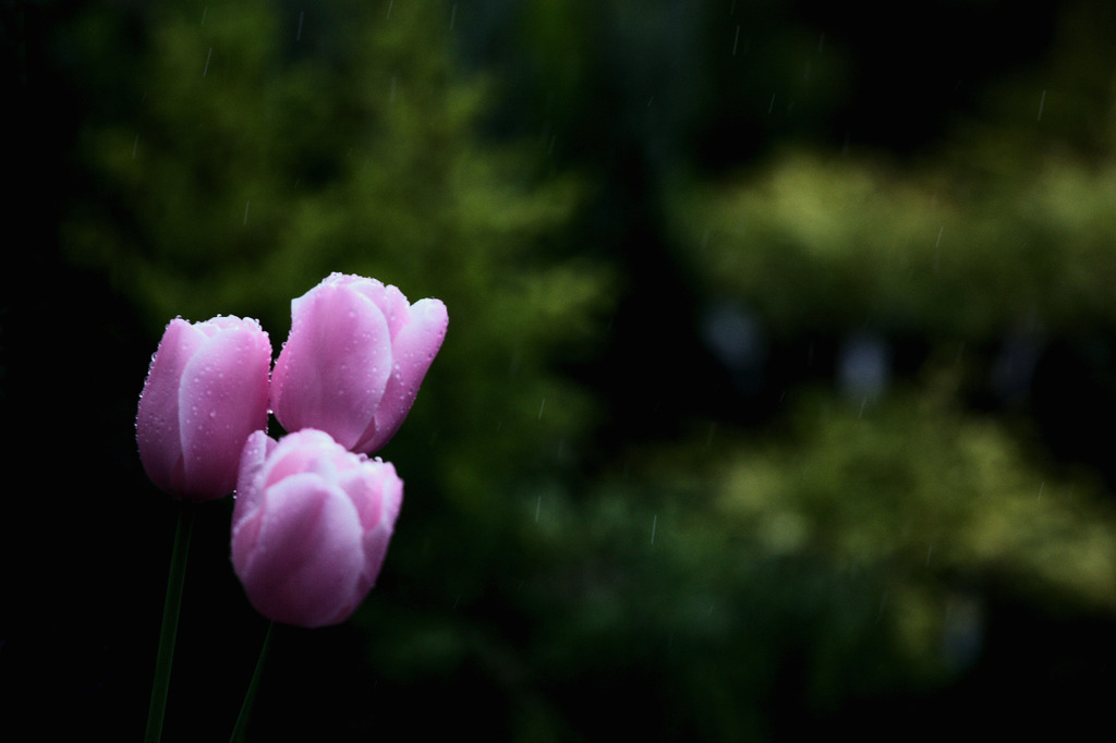 雨滴る．．．