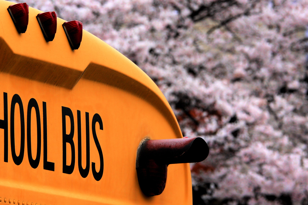SCHOOL BUS ＆ CHERRY BLOSSAM