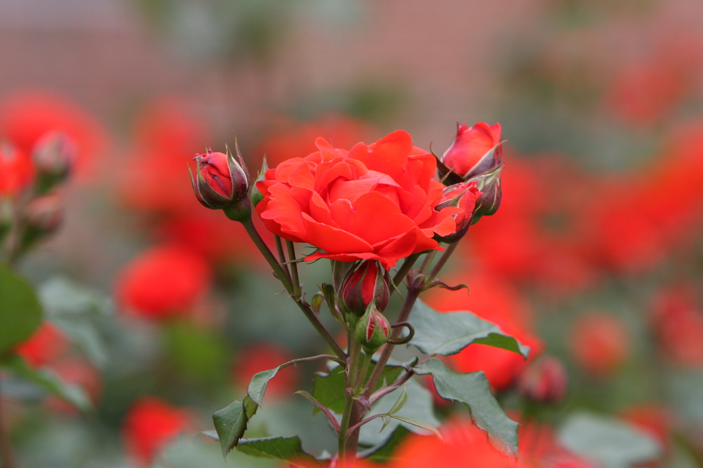 薔薇　0756