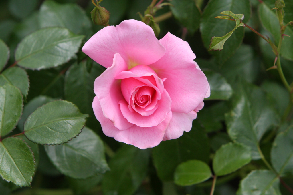 薔薇　0784