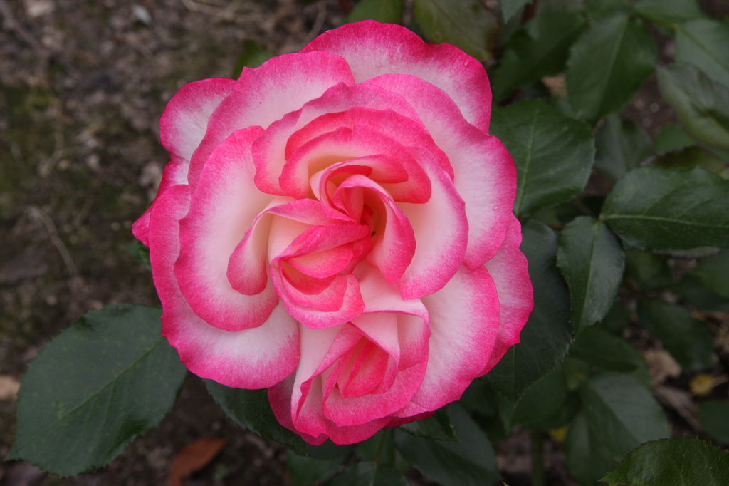 薔薇　0948