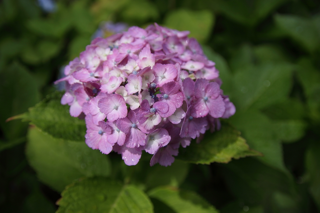 紫陽花01